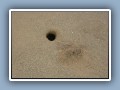 Sand crab holes