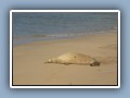 Monk Seal came on to the beach to rest