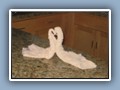 Kissing swan towels awaited us when we got back to our condo.