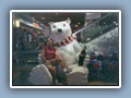 Bruce with the Coca Cola polar bear
