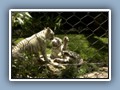 And Siegried and Roys white tigers. These are a couple of cubs.